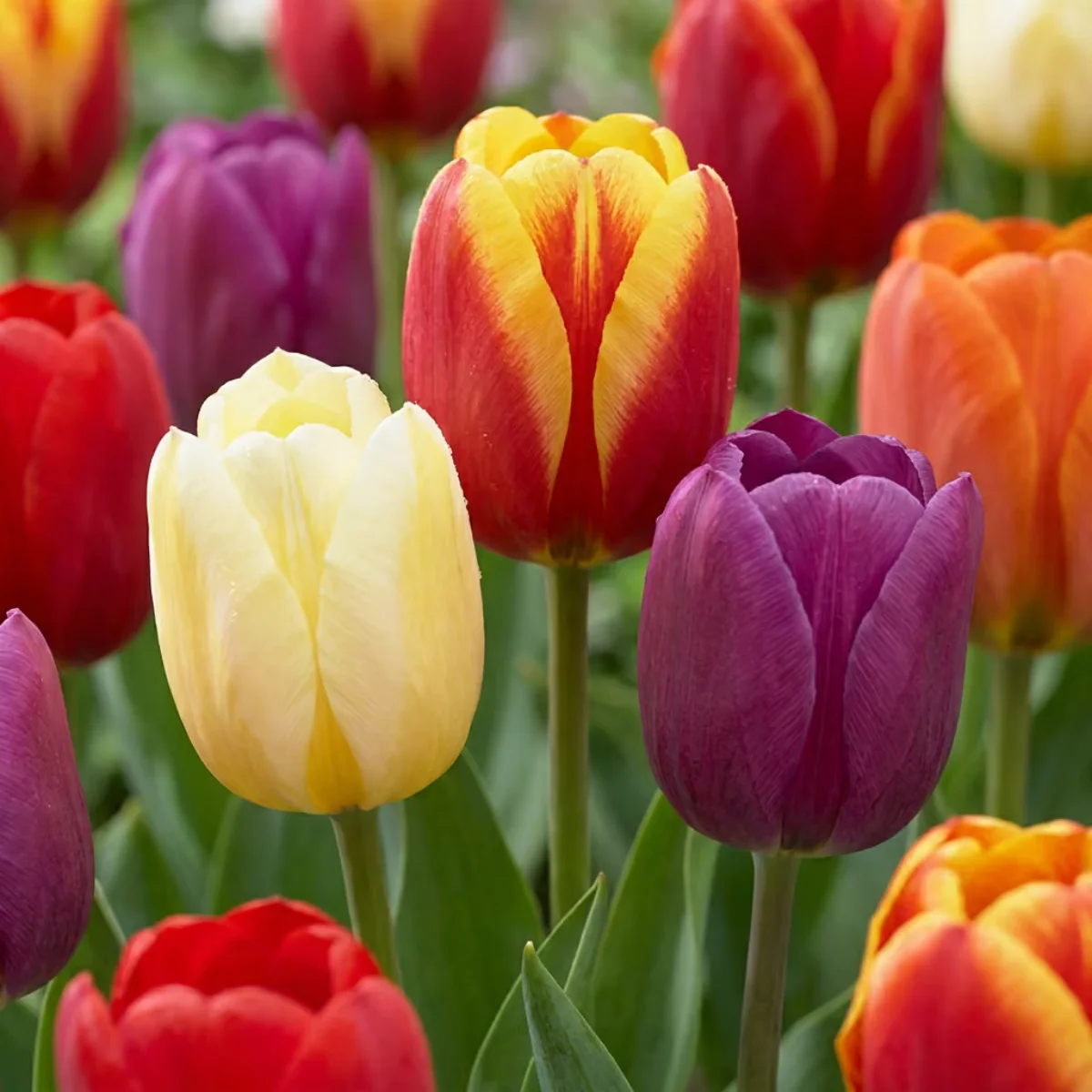 fiori Tulipano Triumph Mix