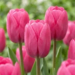 fiori Tulipano Triumph Pink