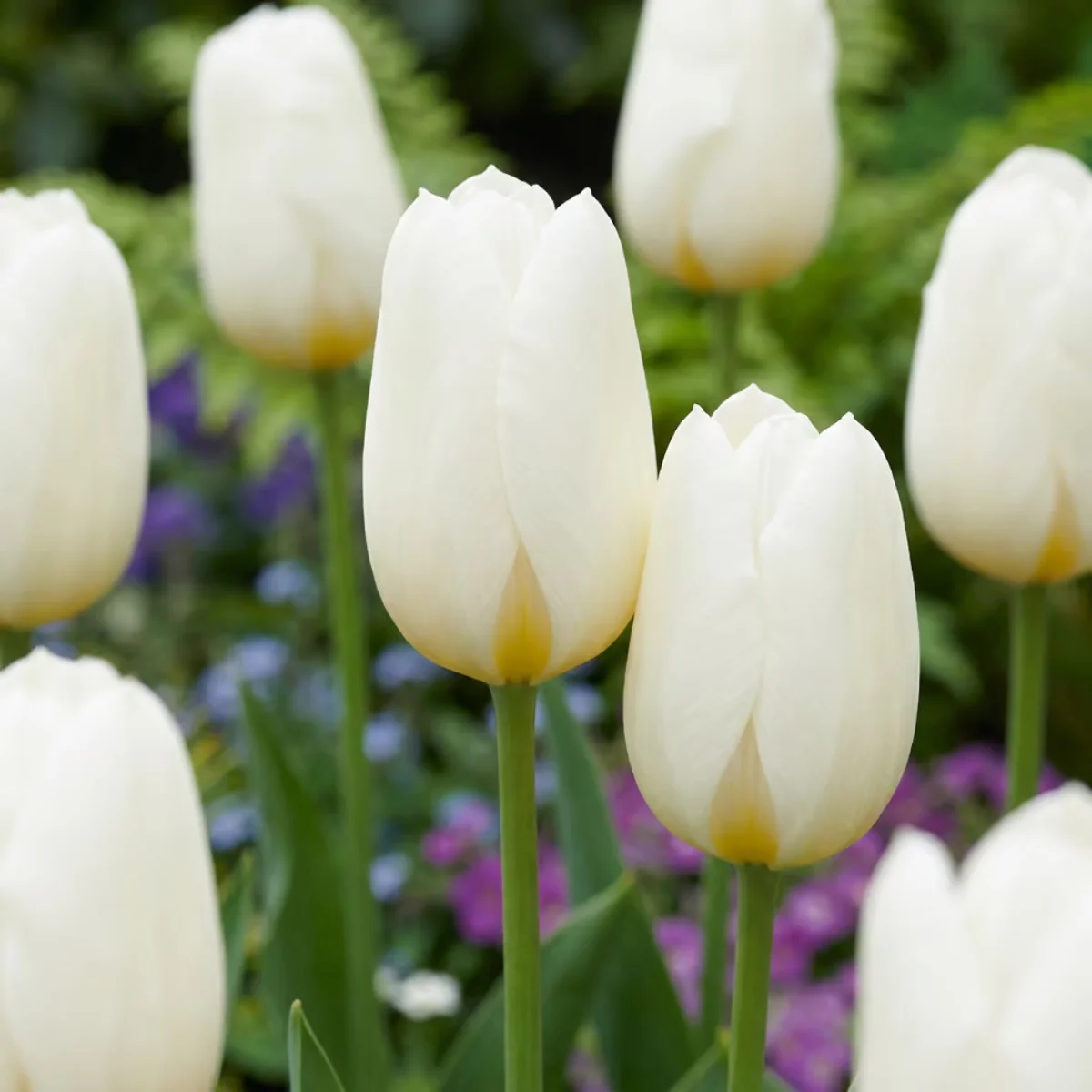 fiori Tulipano Triumph White